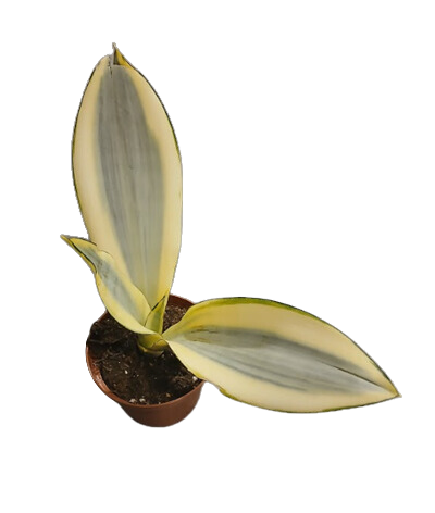 4" Sanseveria Triasciata Ghost